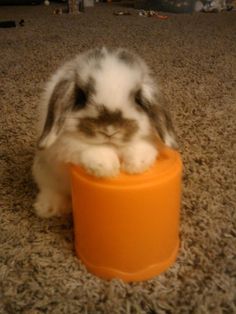 a small rabbit sitting on top of an orange cup