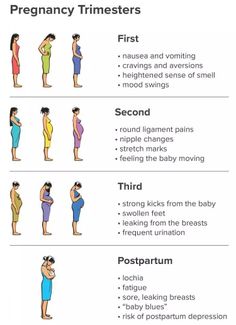 the stages of pregnant women's breasting and their positions in which they have to be