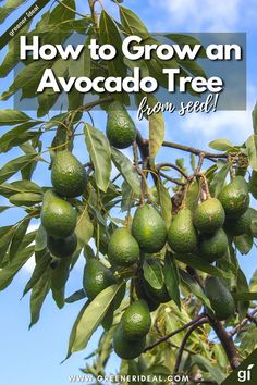 How to grow an avocado tree from seed. Complete guide to growing your own avocado tree right in your own home. Start with the seed from an avocado and use these easy methods to grow an avocado tree. You might even get avocados if you are prepared to wait a while. Gardening, Growing Vegetables, Avocado, Growing An Avocado Tree, Growing Fruit Trees, Growing Fruit, Growing Plants, Grow Avocado, Growing Food