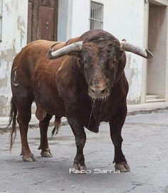 a bull with large horns standing on the street in front of a building and looking at the camera