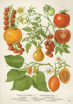 an illustration of tomatoes and other vegetables