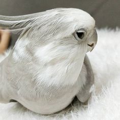 a bird sitting on top of a white fur covered floor