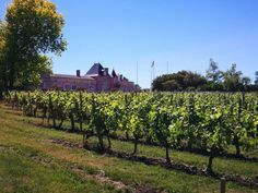Harvest season in Bordeaux and Saint Emilion - Lost in Bordeaux Loire Valley Wine, Loire Valley, St Emilion