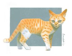 an orange and white cat standing on top of a blue floor next to a wall