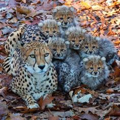 Animals, Cats And Kittens, Cats, Animals Wild, Animals Beautiful, Animal Pictures, Animals And Pets, Animals Friends