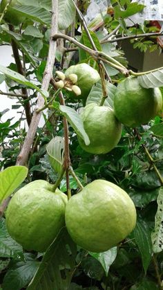 some green fruit hanging from a tree with leaves
