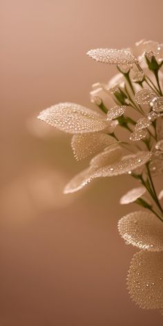 a bunch of flowers with water droplets on the petals in front of a blurry background