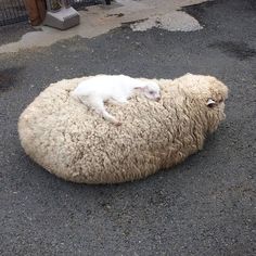 a cat is sleeping on top of a sheep's wool in the street,