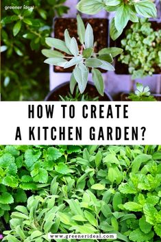 how to create a kitchen garden?