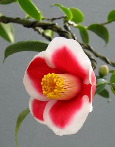 ~~Bonsai Beauty ~ Camellia by Puzzler4879~~ My Flower, Petals