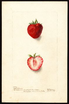 two strawberries and one strawberry are shown in this antique illustration from the late 19th century