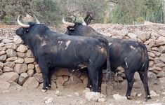 two black bulls standing next to each other on top of rocks and dirt covered ground