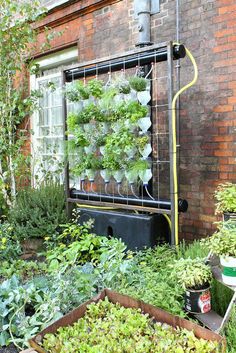 an outdoor garden with plants growing on the side of a brick building, in front of a window