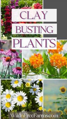 grow in clay soil Planting Flowers, Crafts, Planting In Clay, Layout, Clay Soil Plants, Clay Soil, Shrubs, Easy Plants, Herbs For Chickens