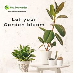 Garden Let your garden bloom by inviting our collections of beautiful and greeny plants to your home. 🌿 To know more, reach out to us @ 🌐www.nextdoorgarden.online ☎️+61 423 092 354 📧 nxtdoorgarden@gmail.com #nextdoorgarden #houseplant #garden #hangingplants #gardentips #gardenlife #iloveplant #instaplant #freeshipping #plant #gardening #nature #neighborhood #flower #environtmental #sharing #lovegardening #gardeningismytherapy Inviting