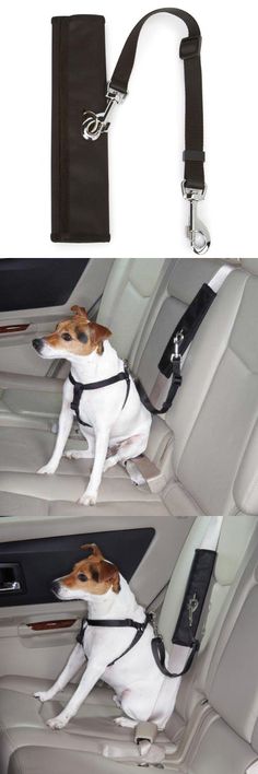 a dog sitting in the back seat of a car with a harness on it's neck
