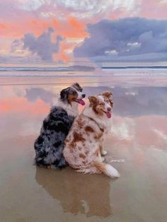 two dogs are sitting on the beach at sunset