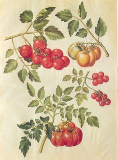 a painting of tomatoes and other vegetables on a branch