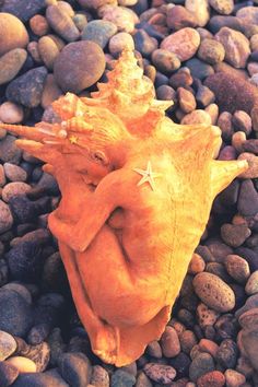 an orange sea shell laying on top of some rocks and pebbles with a starfish in it