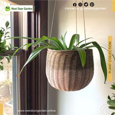 Plants? Talk to them. Care for them. Feed them. And watch this little seed develop into an amazing plant. To know more, reach out to us @ 🌐www.nextdoorgarden.online ☎️+61 423 092 354 📧 nxtdoorgarden@gmail.com #nextdoorgarden #houseplant #garden #hangingplants #gardentips #gardenlife #iloveplant #instaplant #freeshipping #plant #gardening #nature #neighborhood #flower #environtmental #sharing #lovegardening #gardeningismytherapy Nature, Flowers, Seeds, Amazing, Next Door, All About Plants