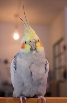 a yellow and white bird with feathers on it's head sitting on a table