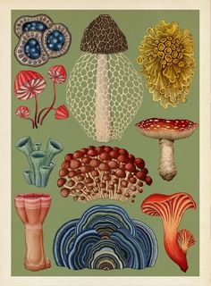 Plants, Botanical Illustration