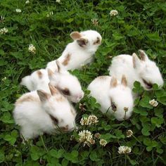 four small white rabbits are sitting in the grass and some clover leaves on the ground