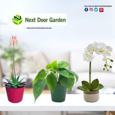From ALOE VERA to ORCHIDS, we got everything for your garden collections. To know more, reach out to us @ 🌐www.nextdoorgarden.online ☎️+61 423 092 354 📧 nxtdoorgarden@gmail.com #nextdoorgarden #houseplant #garden #hangingplants #gardentips #gardenlife #iloveplant #instaplant #freeshipping #plant #gardening #nature #neighborhood #flower #environtmental #sharing #lovegardening #gardeningismytherapy Aloe, Projects, Orchids