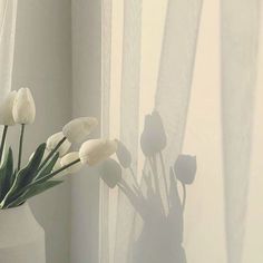 white tulips are in a vase on a window sill with sheer curtains