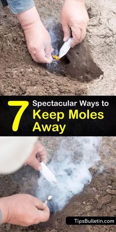 Mole, Bug Repellent, Rodent Repellent, Repellents, Repellent Diy, Mole Repellent, Lawn Pests, Garden Pest Control