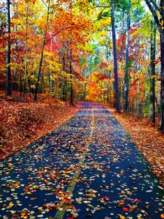 an empty road surrounded by trees with leaves on the ground and fallen leaves all over it