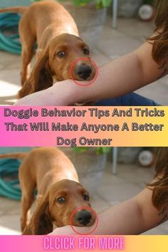 a dog with two circles around it's face and the words dogs behavior tips and tricks that will make anyone a better dog owner click for more