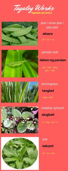 Herbs, Filipino, Different Languages, Singing, Knowledge, Learn English