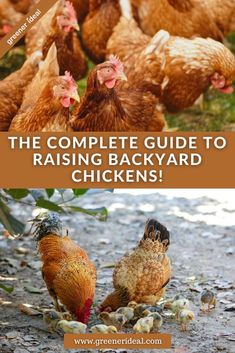 the complete guide to raising backyard chickens with pictures of chickens and their eggs on the ground