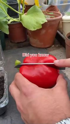 a person cutting up a red pepper with a pair of scissors in front of some potted plants