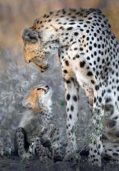 Big Cats, Cheetahs, Jaguar, Cheetah Photos, Bear, Wild Cats