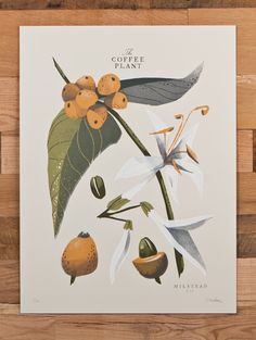 Botanical Illustration, Plant Illustration, Plant Images, Coffee Painting, Artwork, Botanica