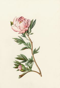 Peony Peonies, Vintage Flowers, Peony Illustration, Botanical Flowers, Peony Drawing