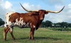 a brown and white cow with long horns standing in the grass on a cloudy day