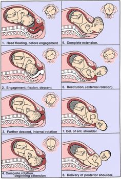 a diagram showing how to take care of an infant's head and neck with the help
