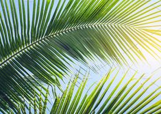 Palm leaves by nednapa on @creativemarket Nature, Sky, Plant Leaves, Abstract, Landscape, Greenery