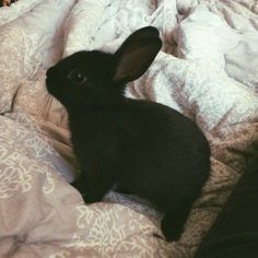 a small black rabbit sitting on top of a bed
