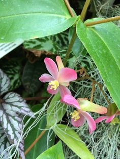 Phalenopsis Schilleria, a rare Orchid in Singapore Cloud Forest Botanical Garden Planting Flowers, Nature, Orchid Care, Rare Orchids
