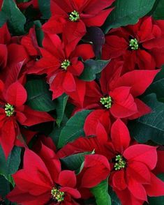 red poinsettia flowers with green leaves in the foreground
