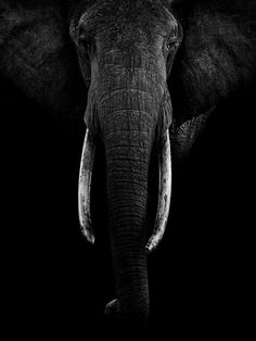 an elephant with tusks standing in the dark