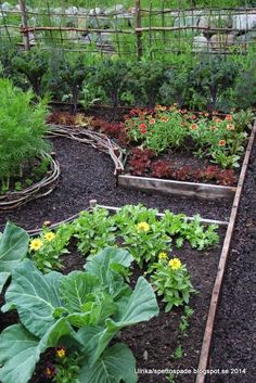 a garden filled with lots of different types of vegetables and plants growing in the ground