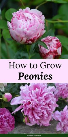 how to grow peonies in the garden
