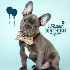 a small dog wearing a bow tie sitting in front of a blue background with the words happy birthday to you written on it