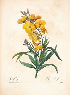 Wallflower. Erysimum Flavum [as Cheiranthus flavus]. Choix des plus belles fleurs -et des plus beaux fruits par P.J. Redouté. (1833)