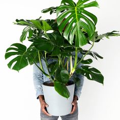 a man holding a potted plant with large green leaves on it's back